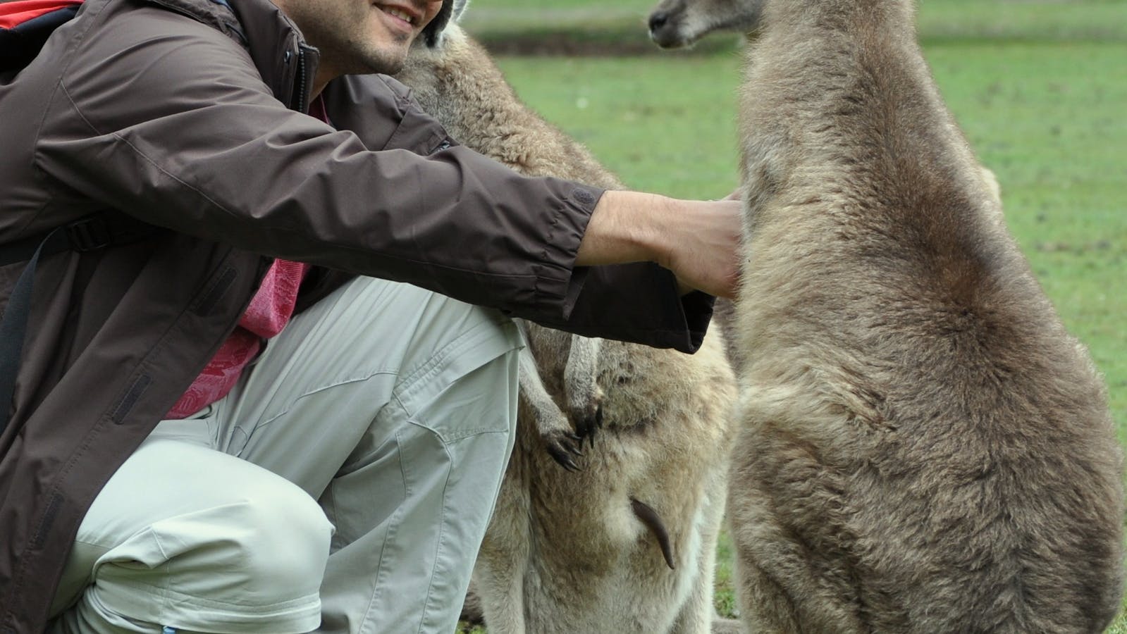 Friendly kangaroos