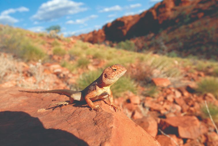 Adelaide to Alice Springs Overland