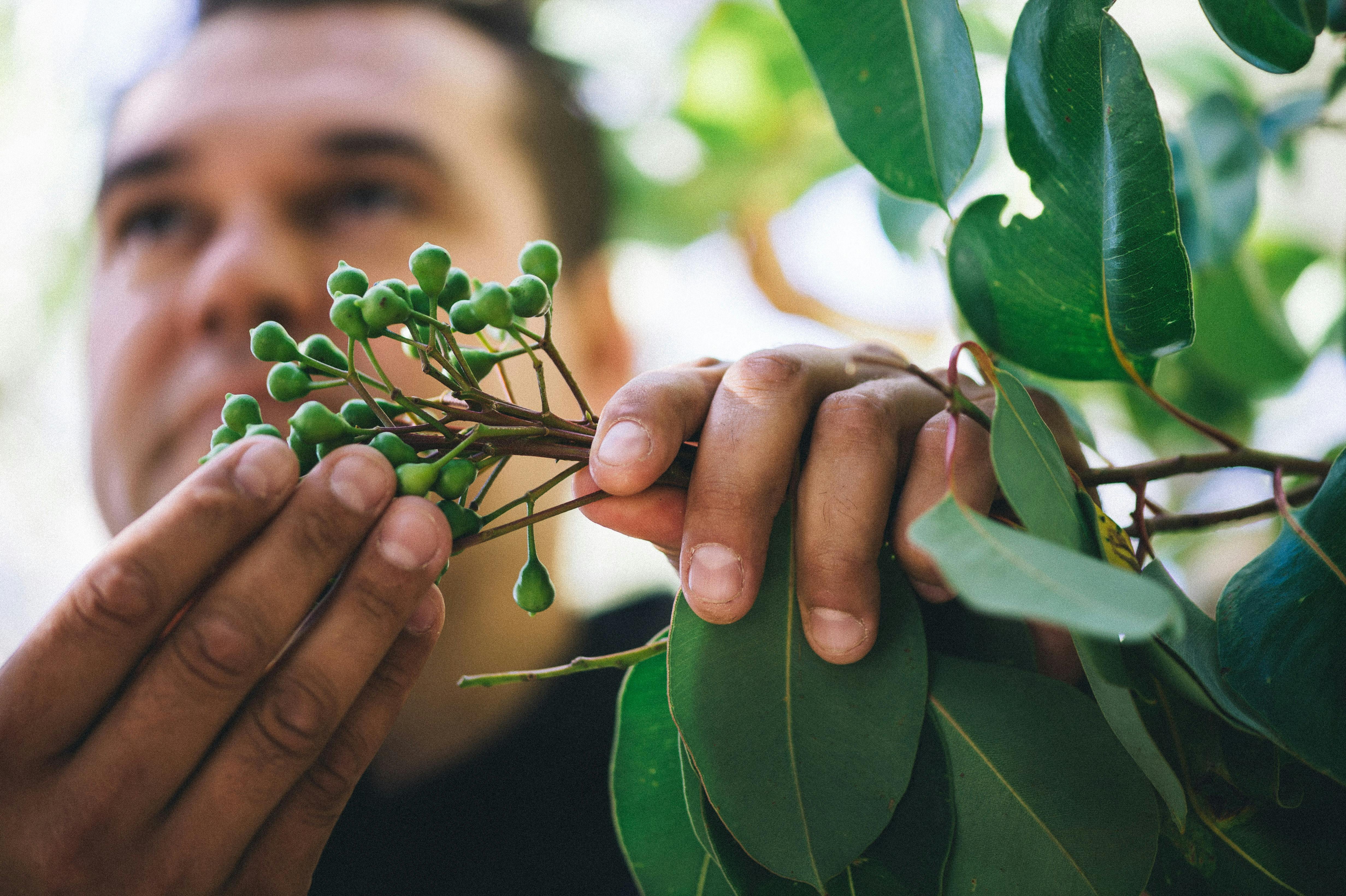Bush medicines