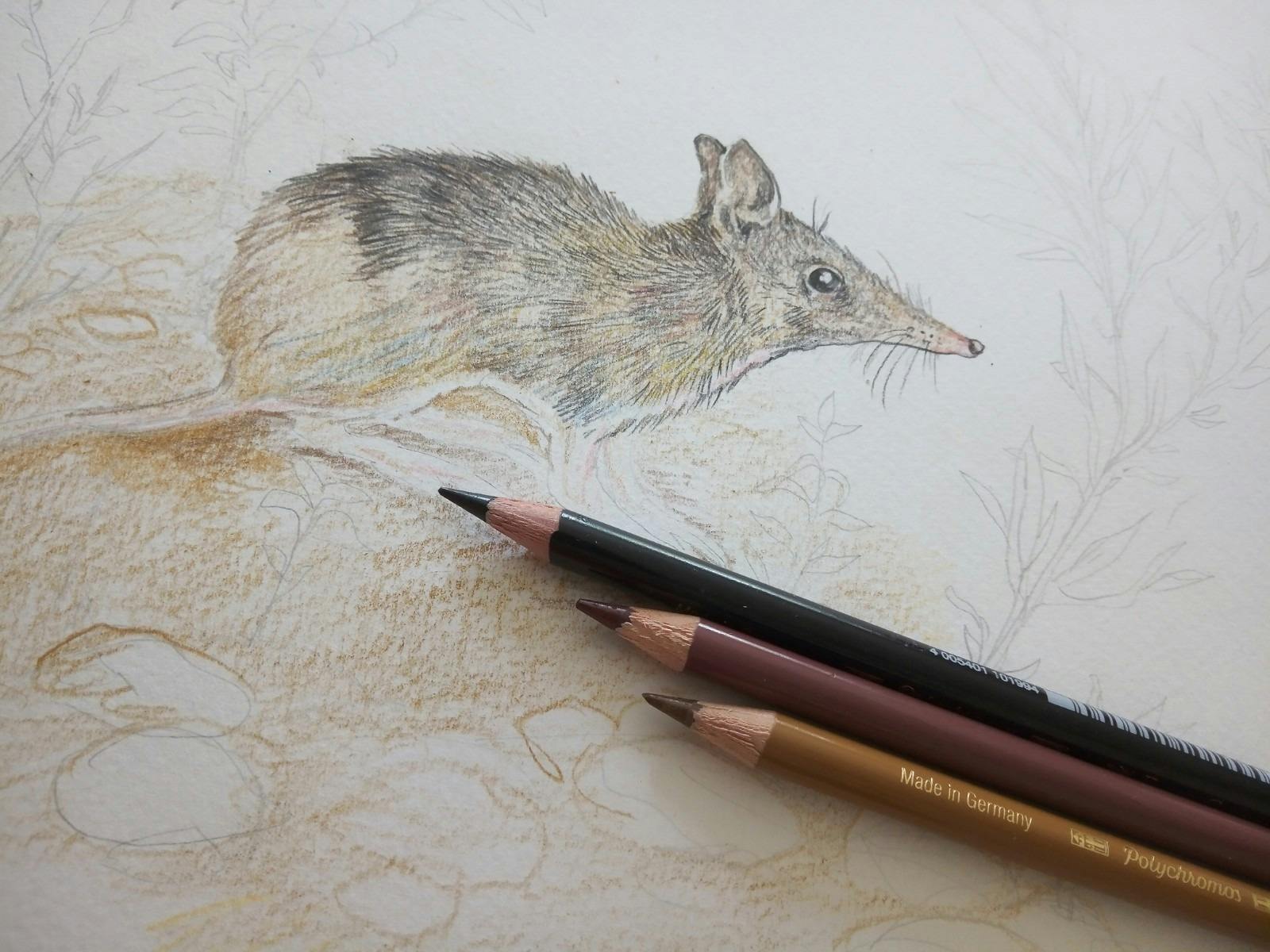 bandicoot sketch by Mara Jordan