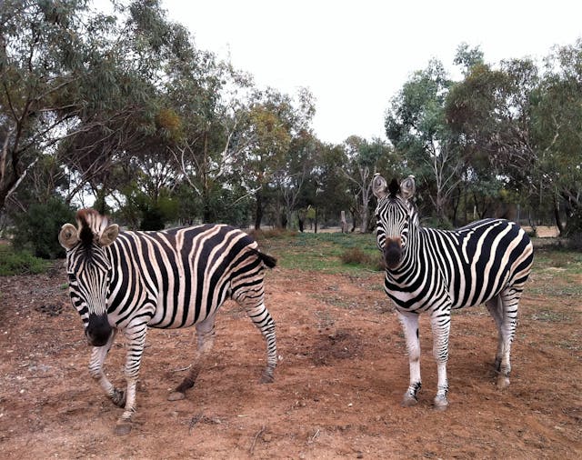 Monarto Zoo Murraylands Tour (1)