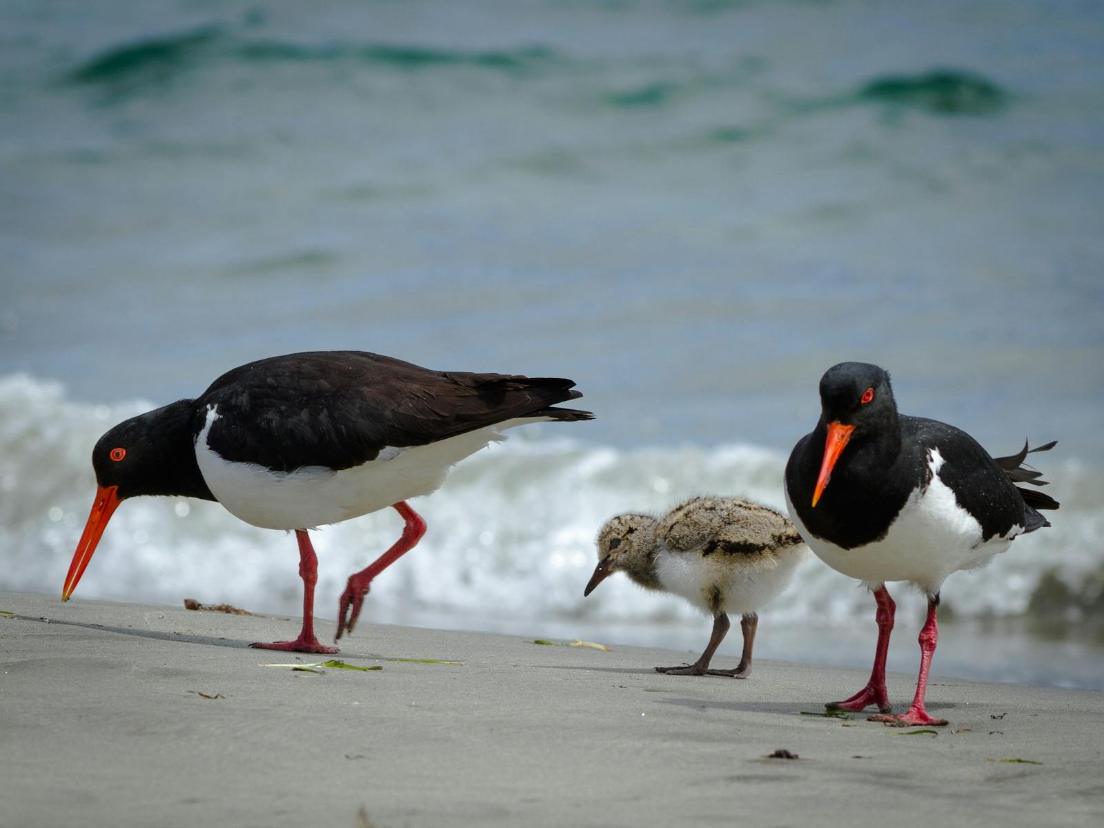 Parent pied oyster catchers (birds) with chick between them, standing on the beach