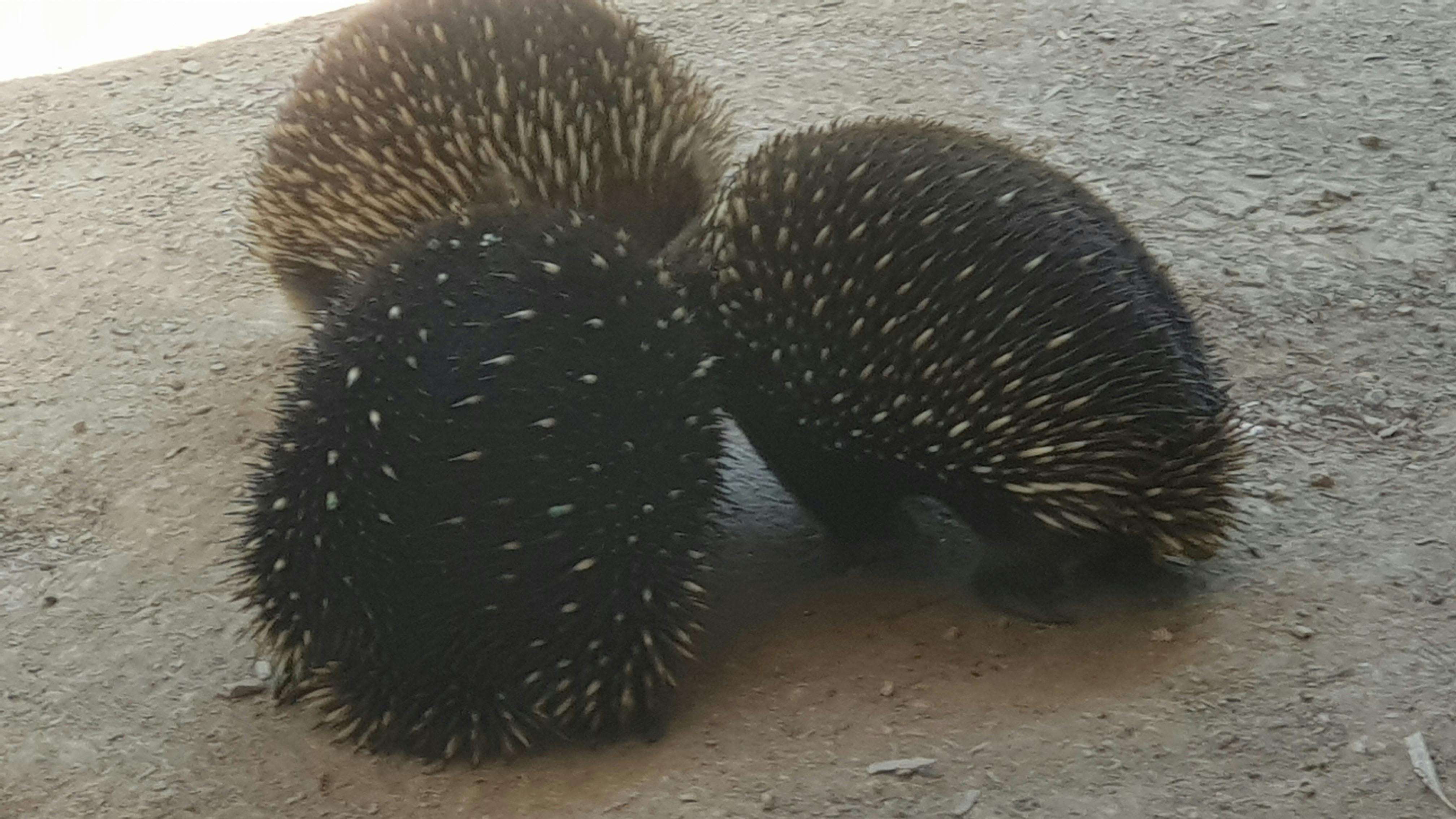 Healesville Wildlife Sanctuary