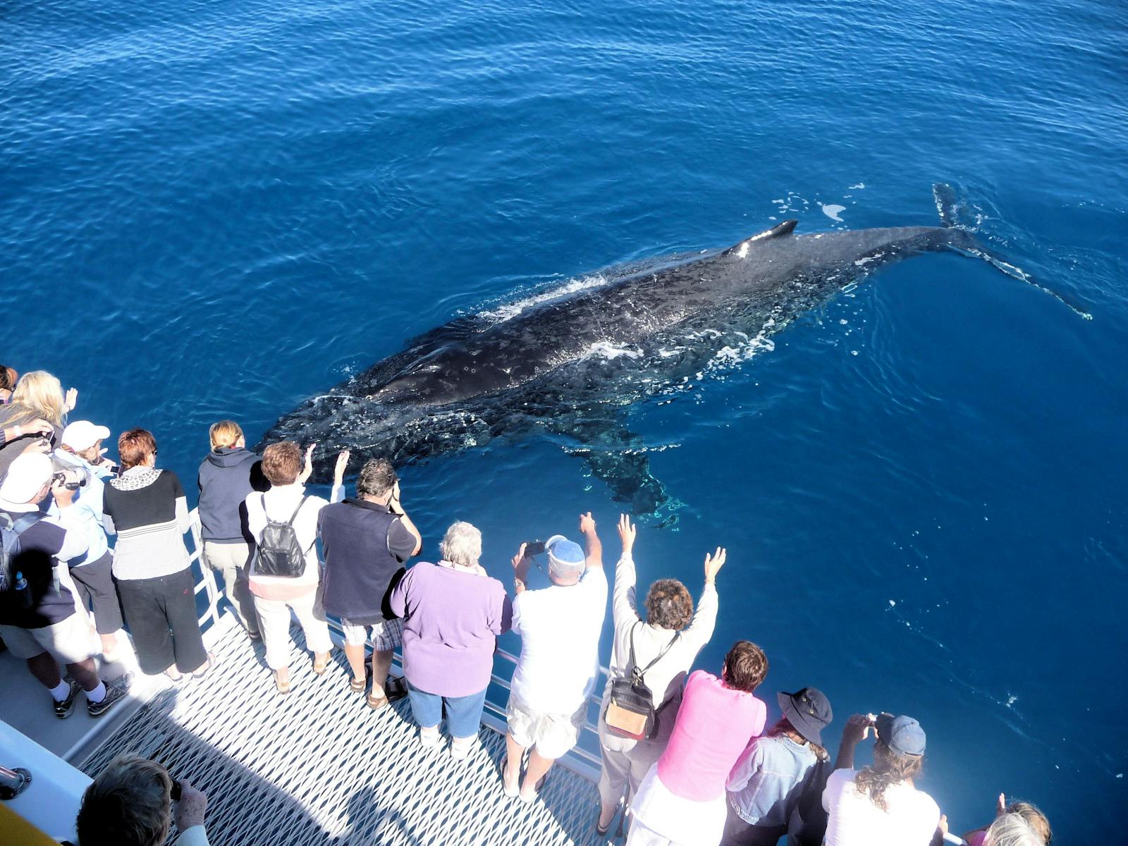 Spirit Of Hervey Bay Whale Watching Cruises