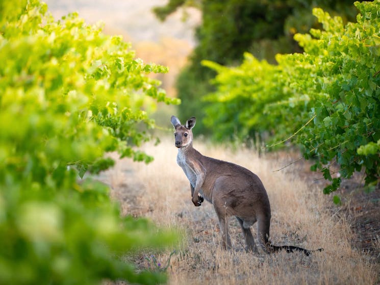 Kangaroo sits in vineyard