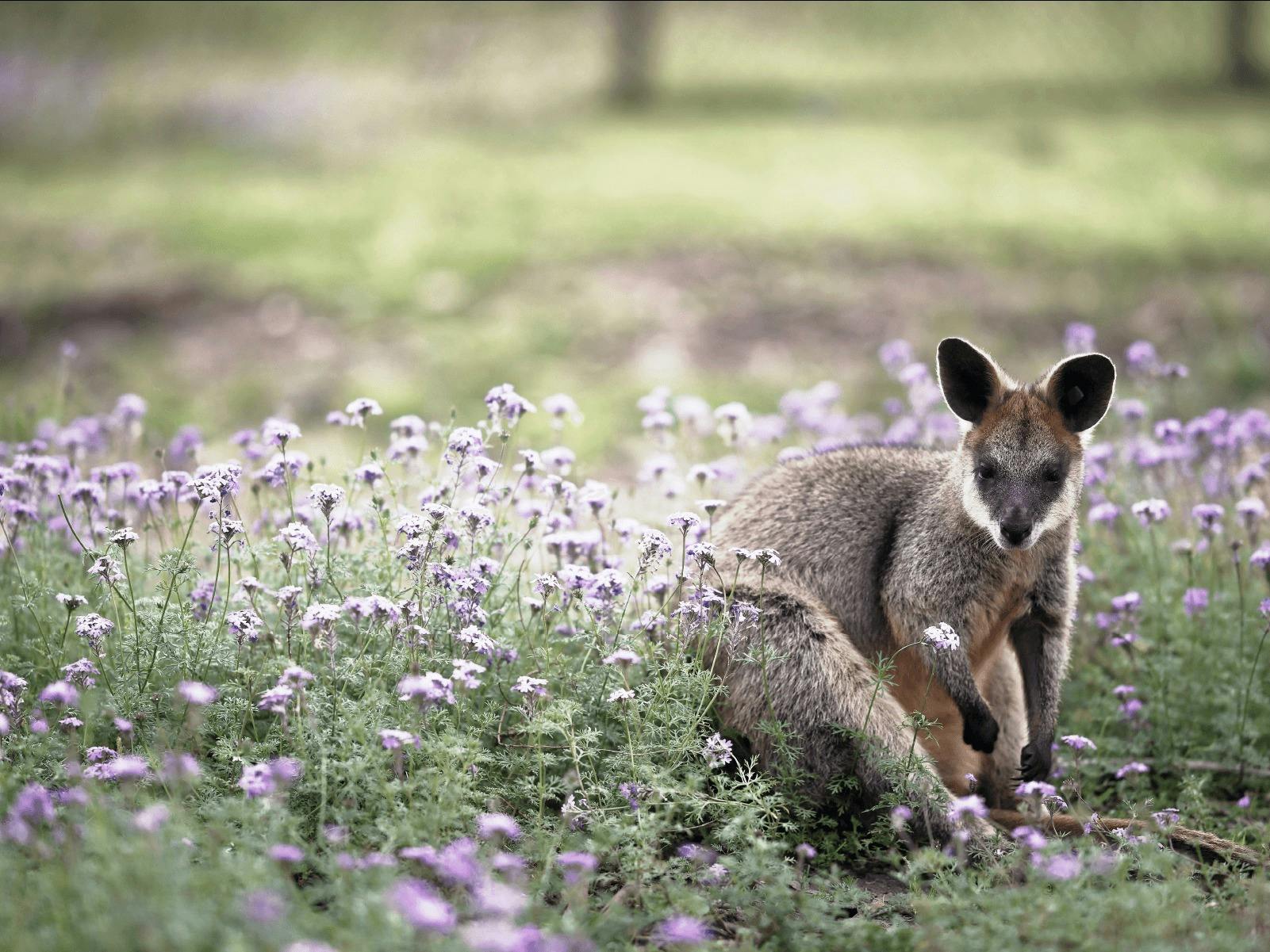 CGT Wildlife Tour - Wallaby