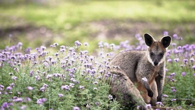 CGT Wildlife Tour - Wallaby