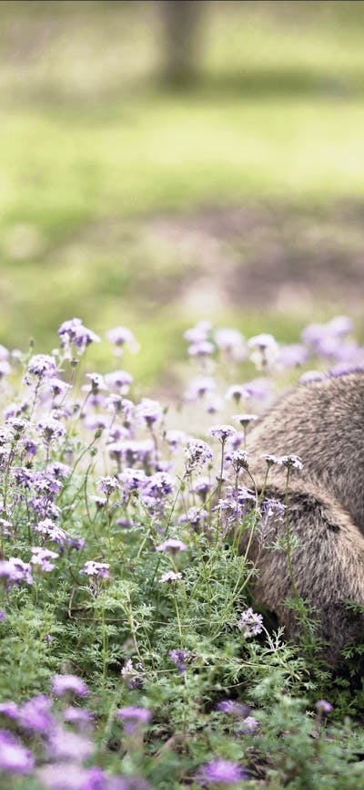 CGT Wildlife Tour - Wallaby