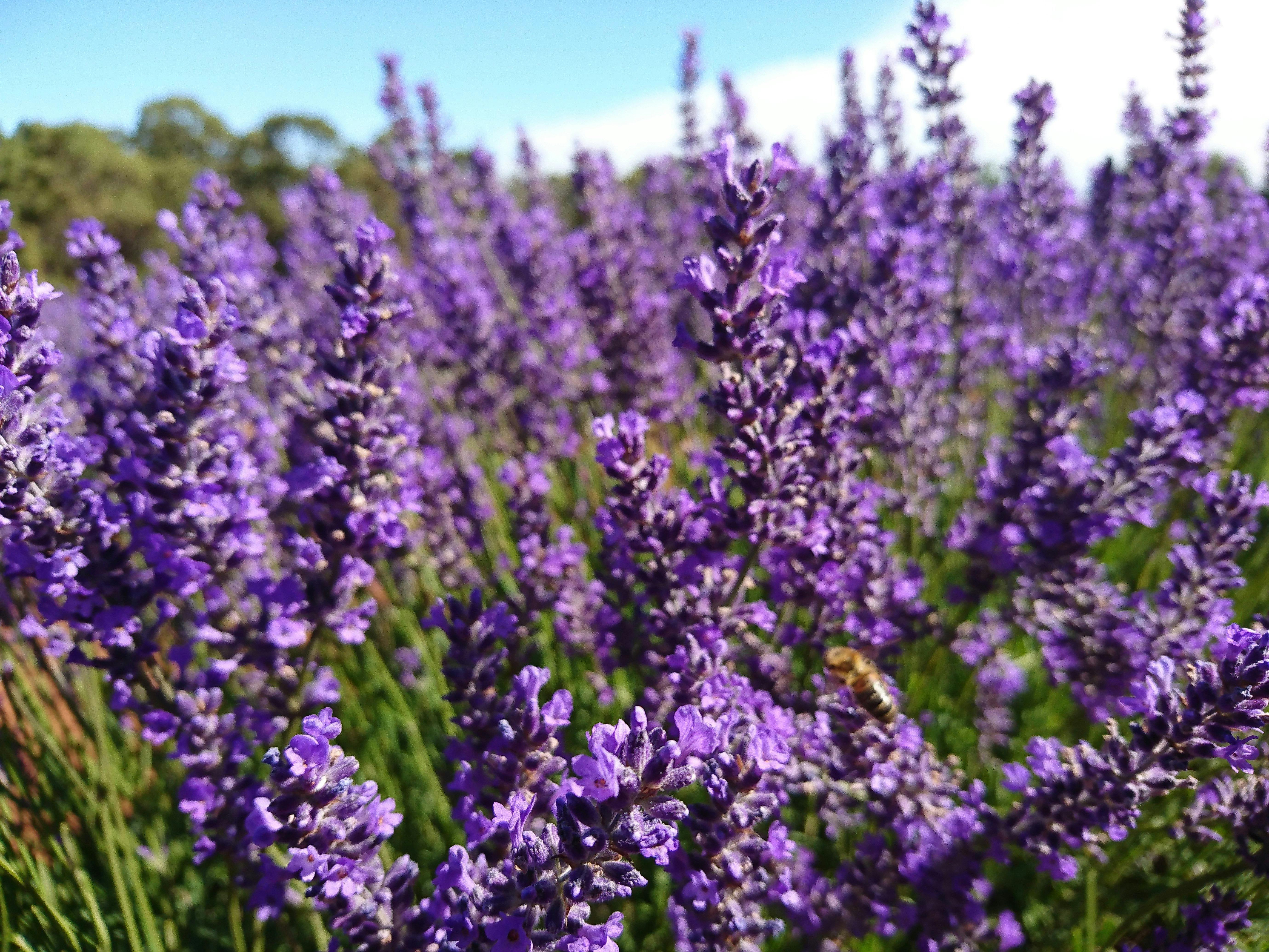 Bridestowe Lavender Farm