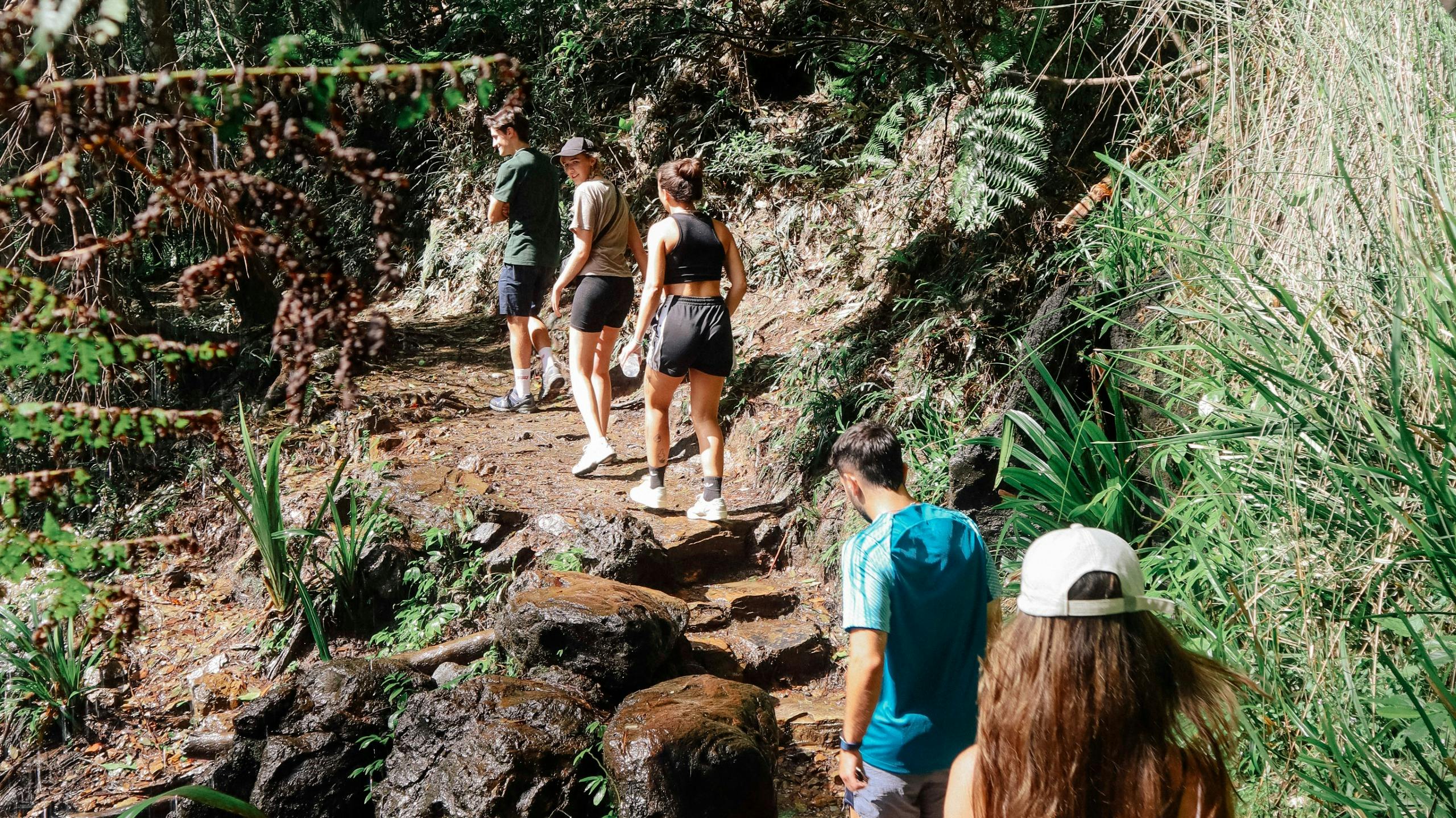 Super 7 Waterfalls and Natural Bridge Tour at Springbrook National Park