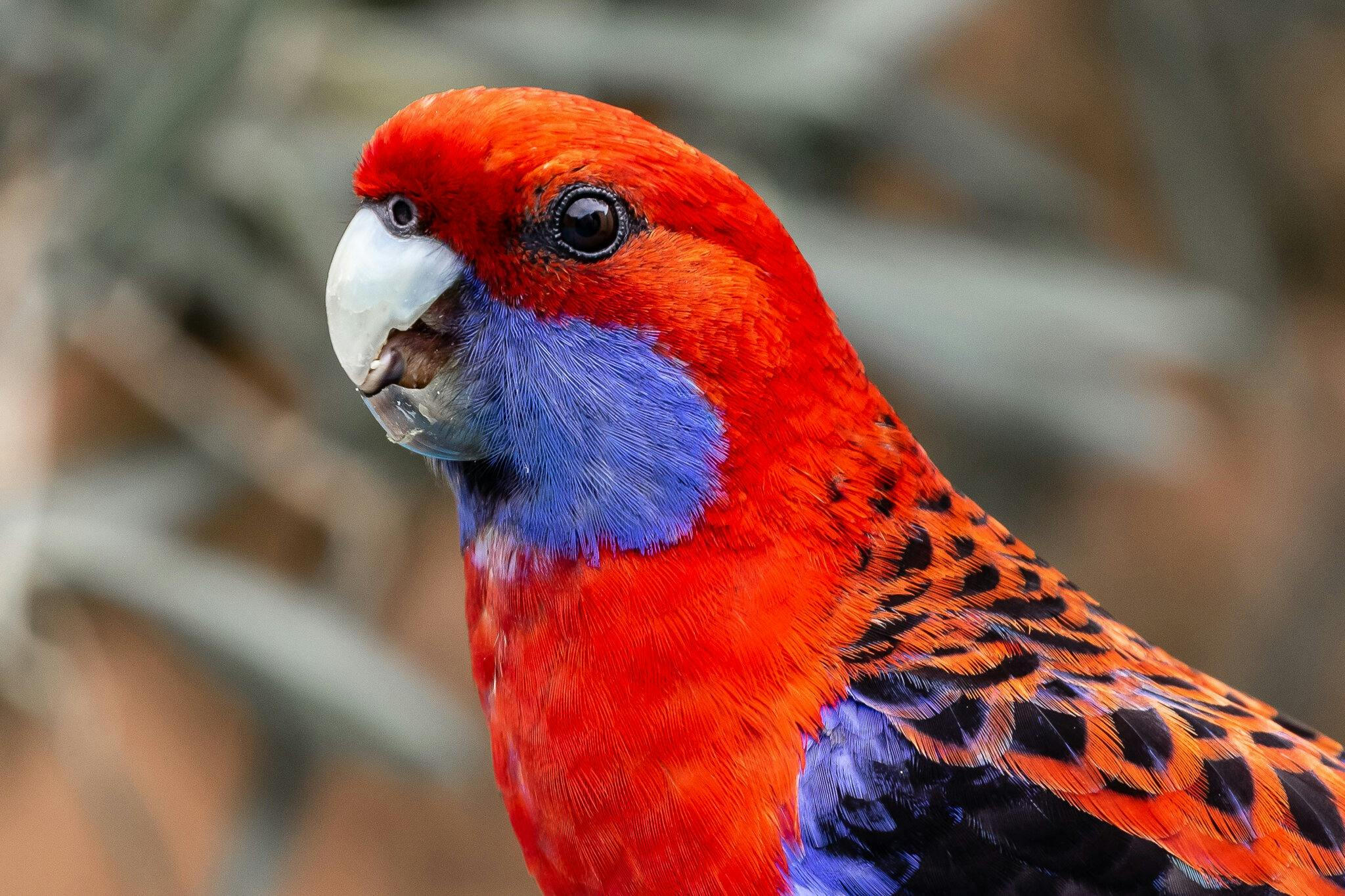 Australian bird life