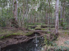 Sheep_Station_Creek_Park_trail_walks_moreton_bay_region