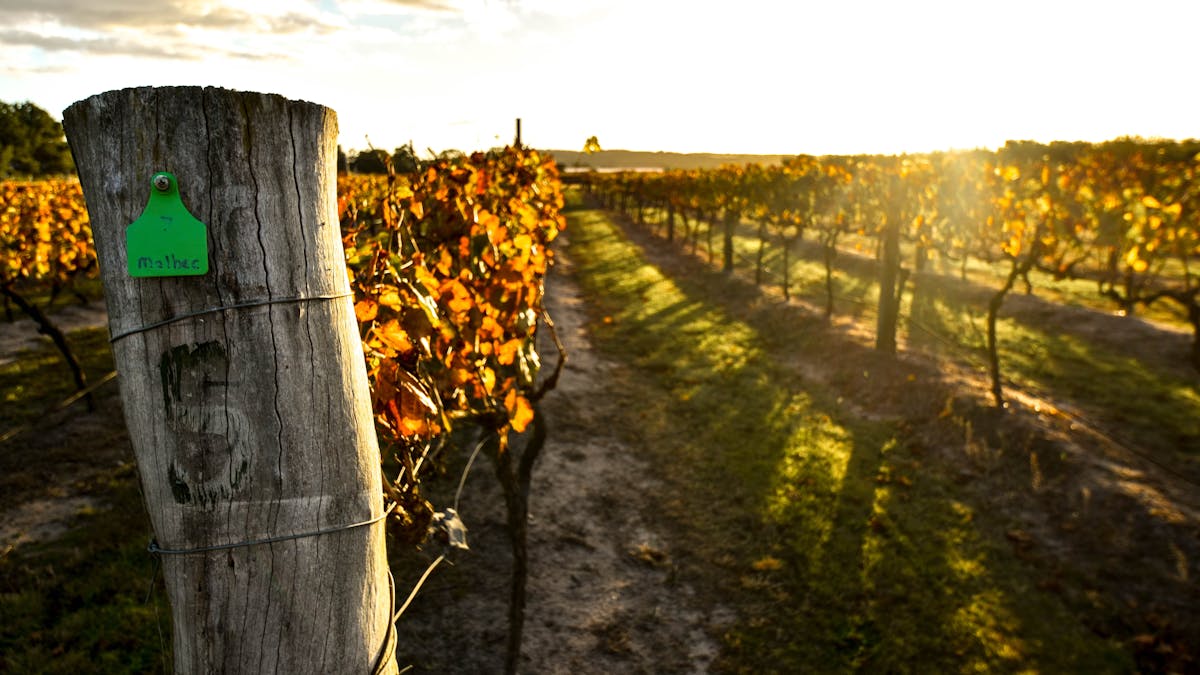 Malbec in the Autumn