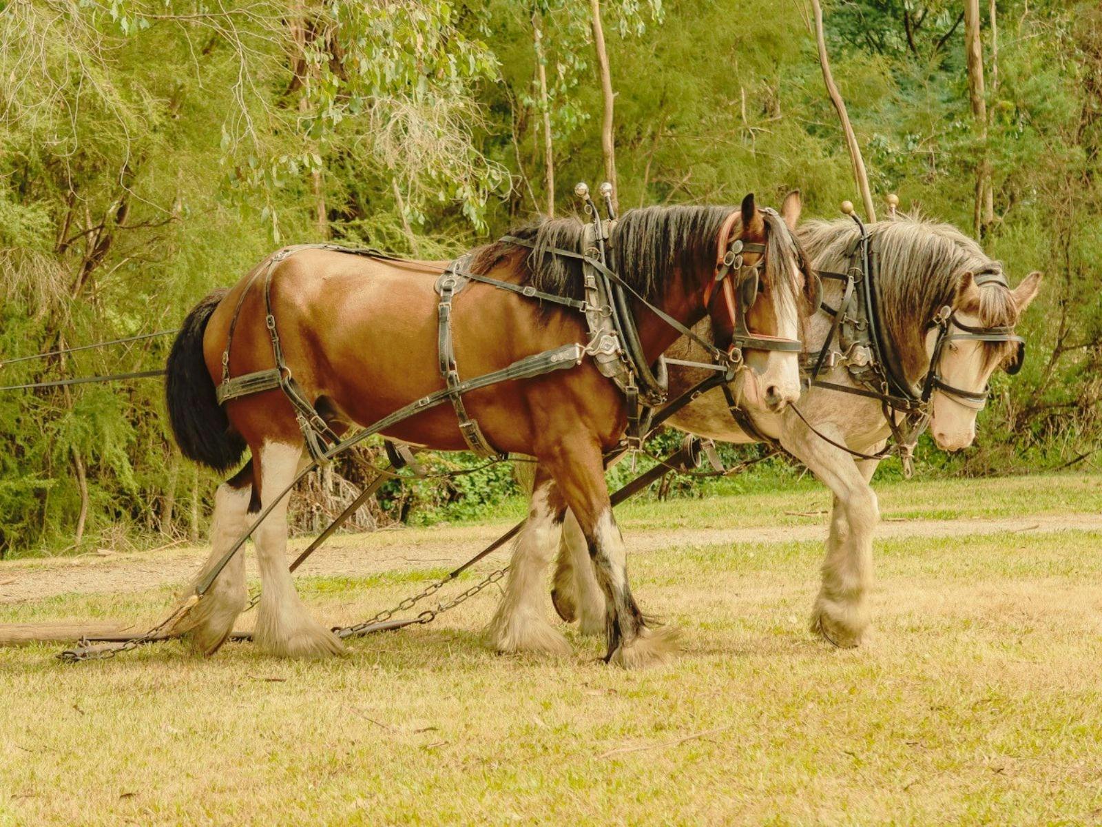 Draught horses