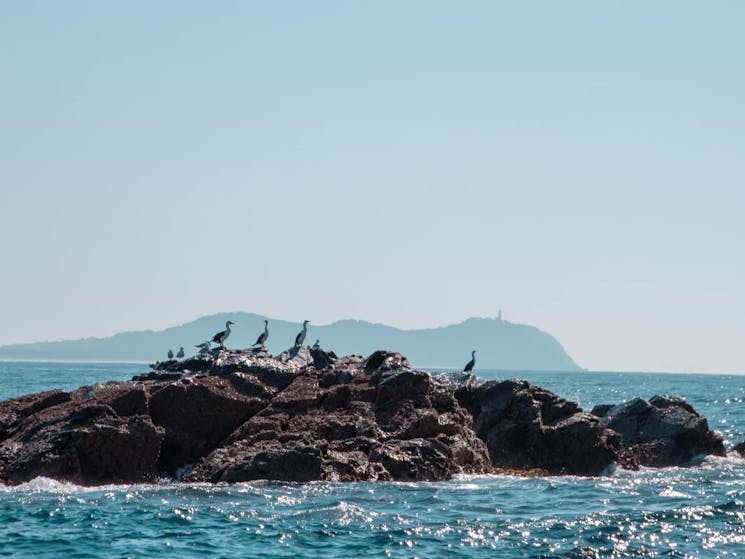 Julian Rocks Byron Bay Coastal Discovery Cruise | NSW Holidays ...