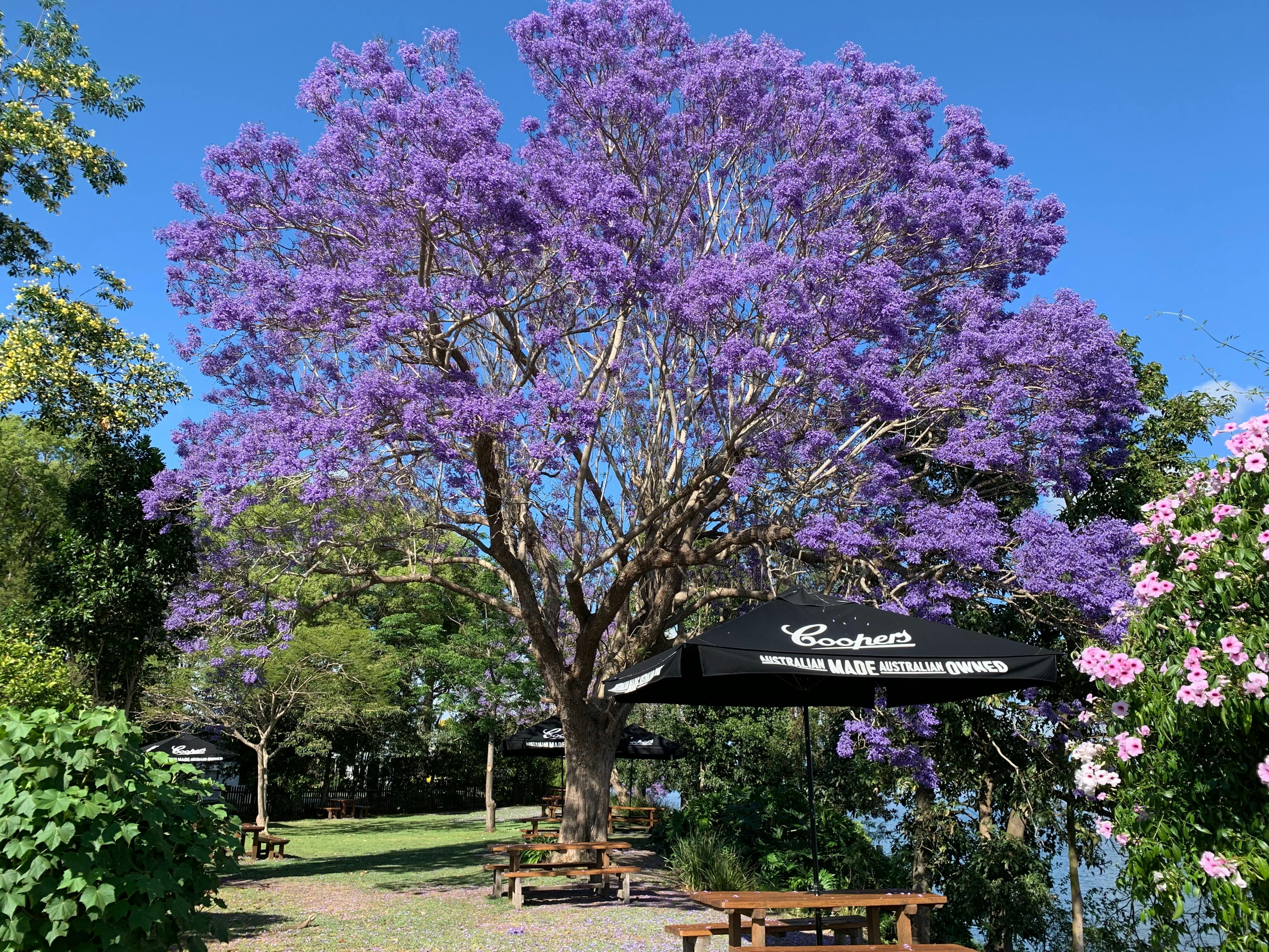 Ulmarra Hotel, Ulmarra NSW -  Beer Garden