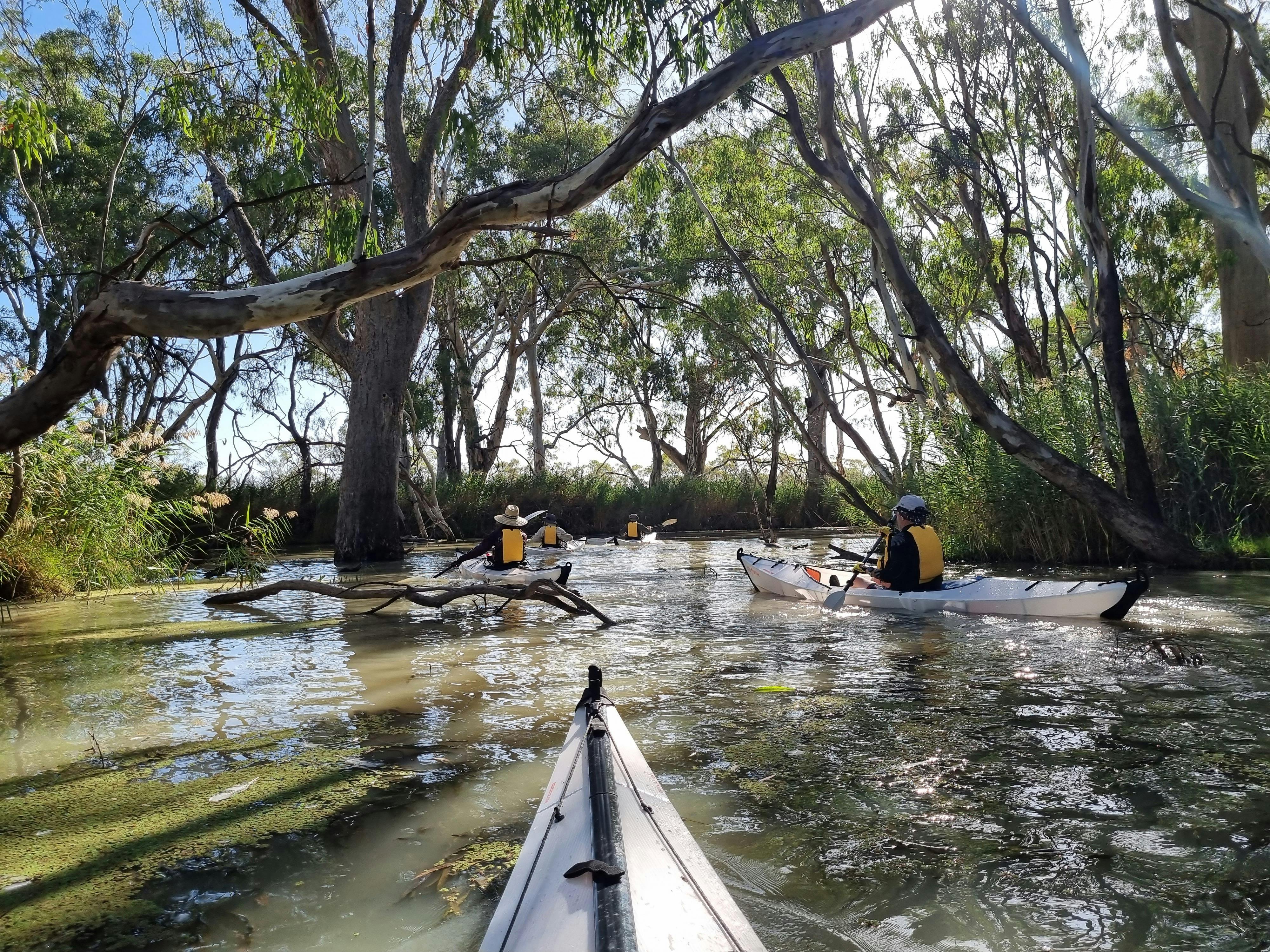 Kayakers in secluded section of a lagoon Kingston on Murray