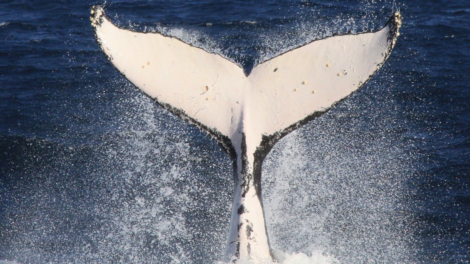 Go Whale Watching Sydney