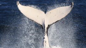 Whale Tail, taken off Sensational, Sydney 2016