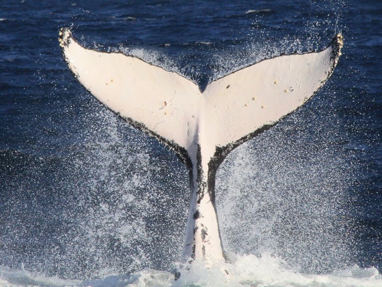Whale Tail, taken off Sensational, Sydney 2016