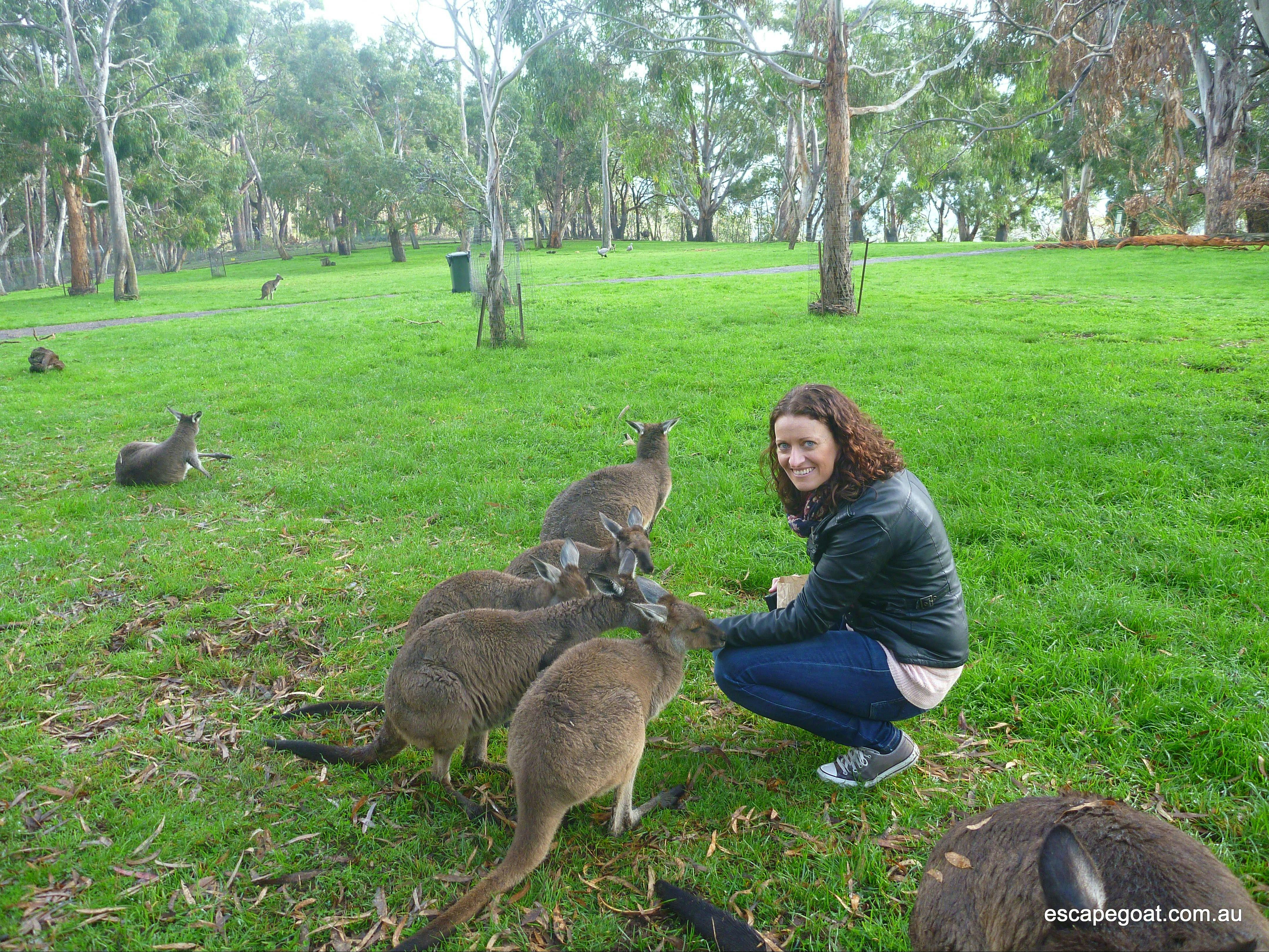 meet kangaroos at Cleland
