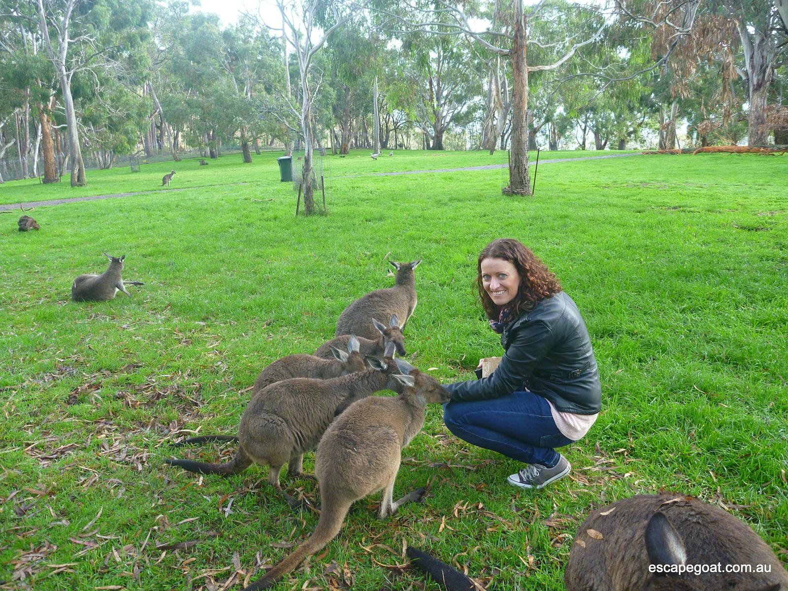 kangaroo mob
