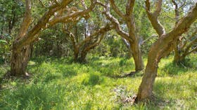 Paperbark trees. Photo: Rob Cleary
