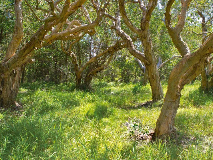 Paperbark trees. Photo: Rob Cleary