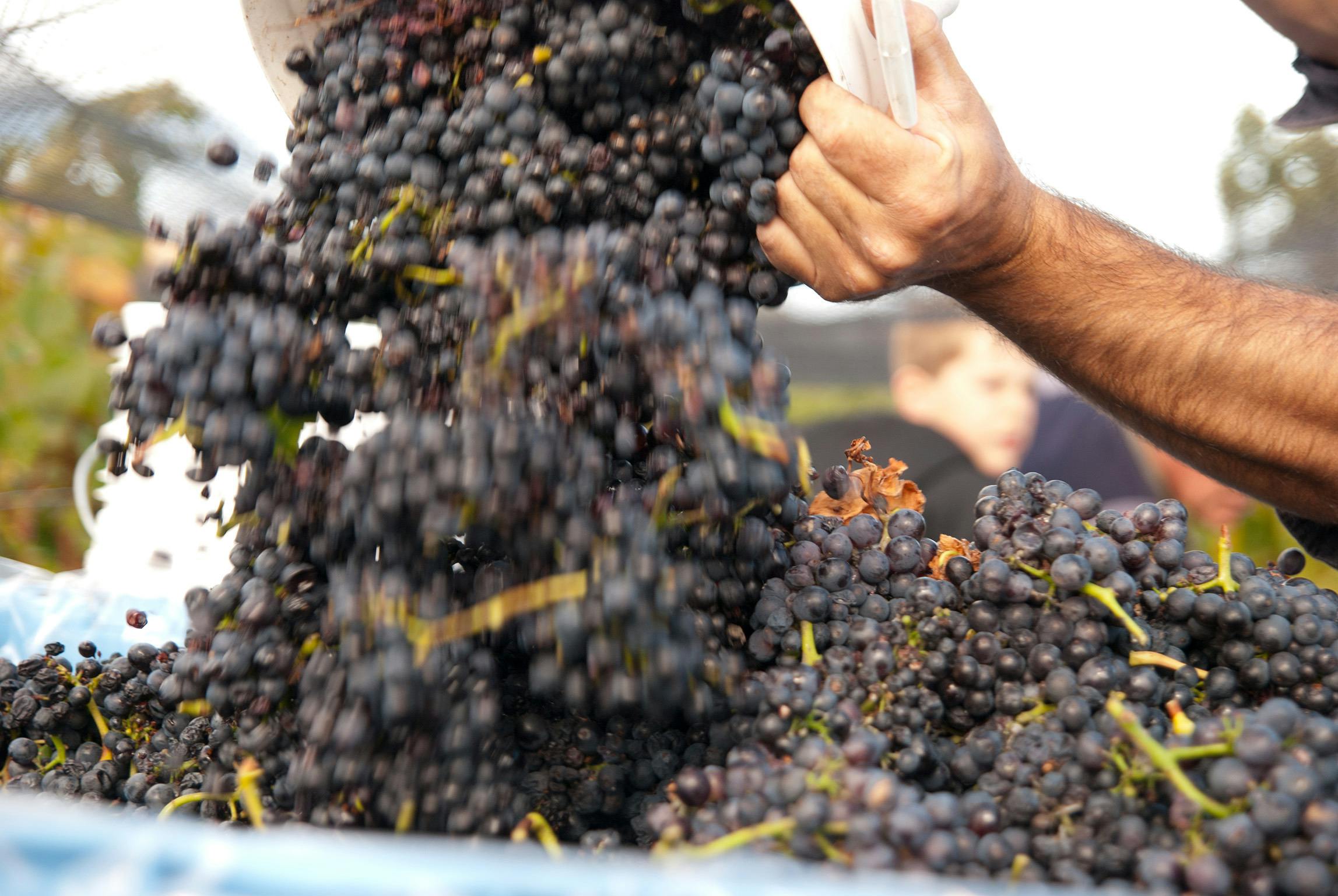 Bangor Wine in the Vines Tour - Learn about our vines, wines and Bangor history