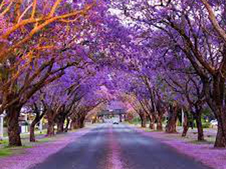 Jacaranda Festival | NSW Holidays & Accommodation, Things to Do