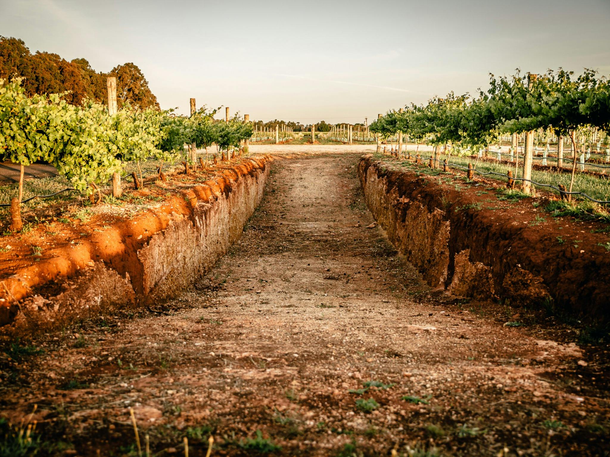 Famous Coonawarra soil profile