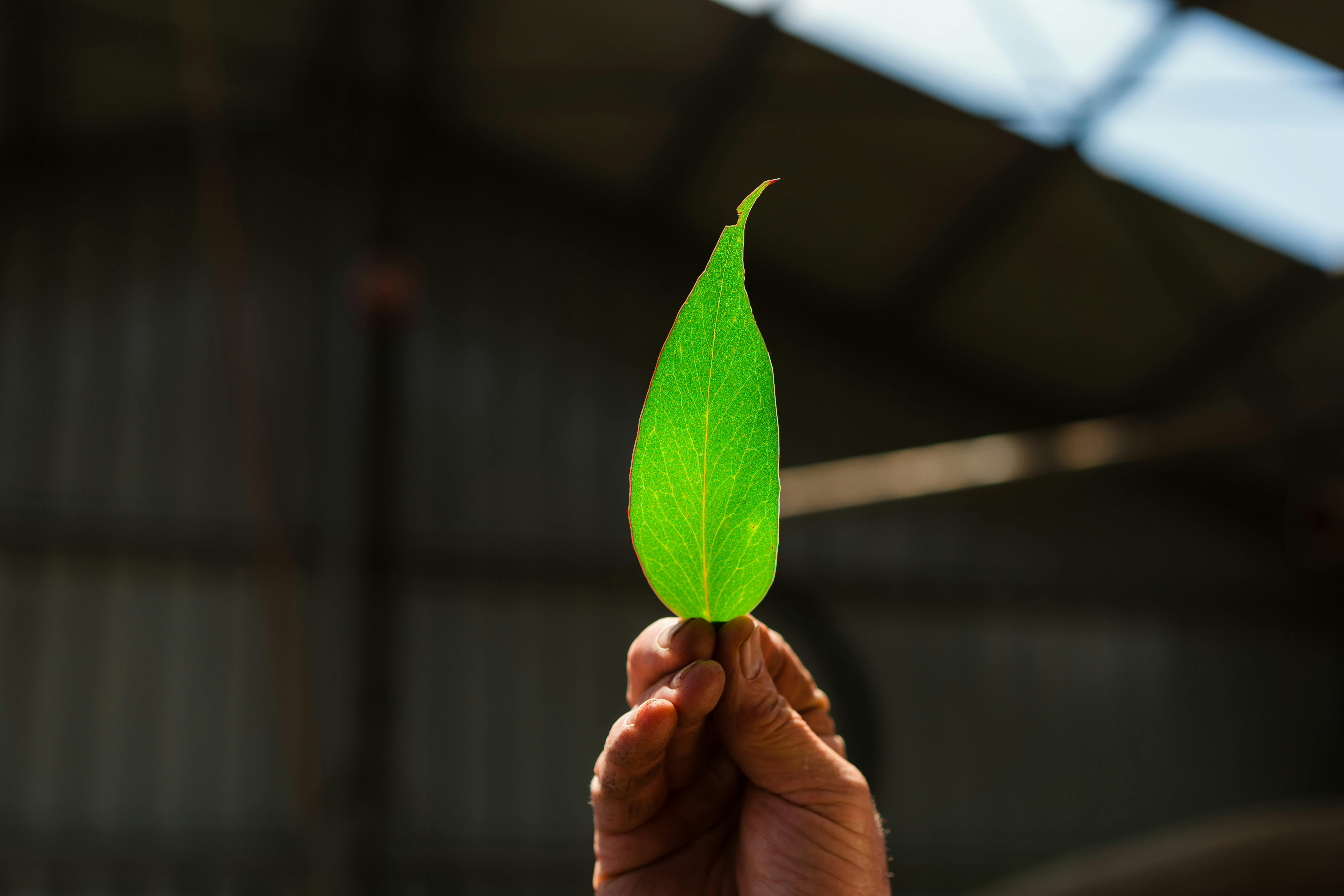 Yesteryear Plantations Eucalyptus Oil Distillers