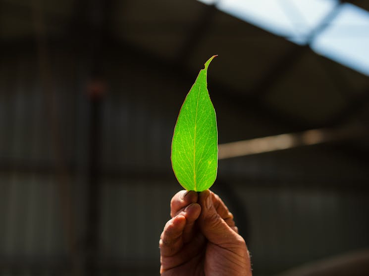 Oil cells in Eucalyptus Leaf