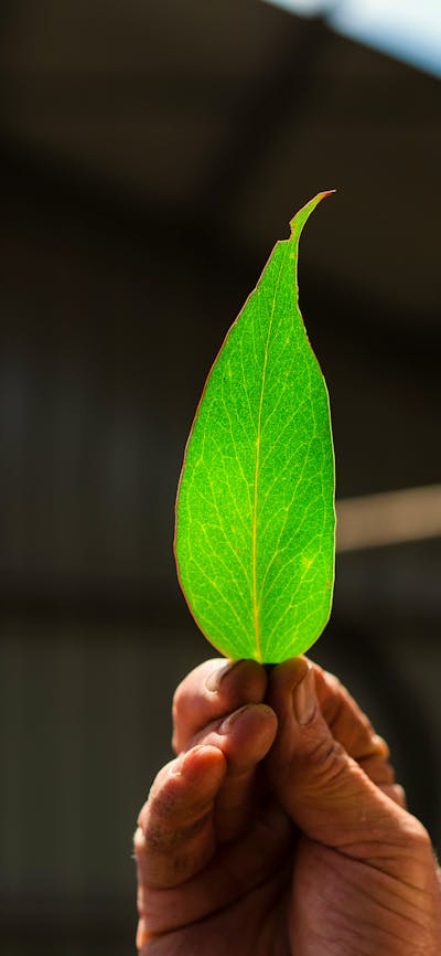 Oil cells in Eucalyptus Leaf