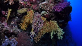 Around The Bend Dive Site