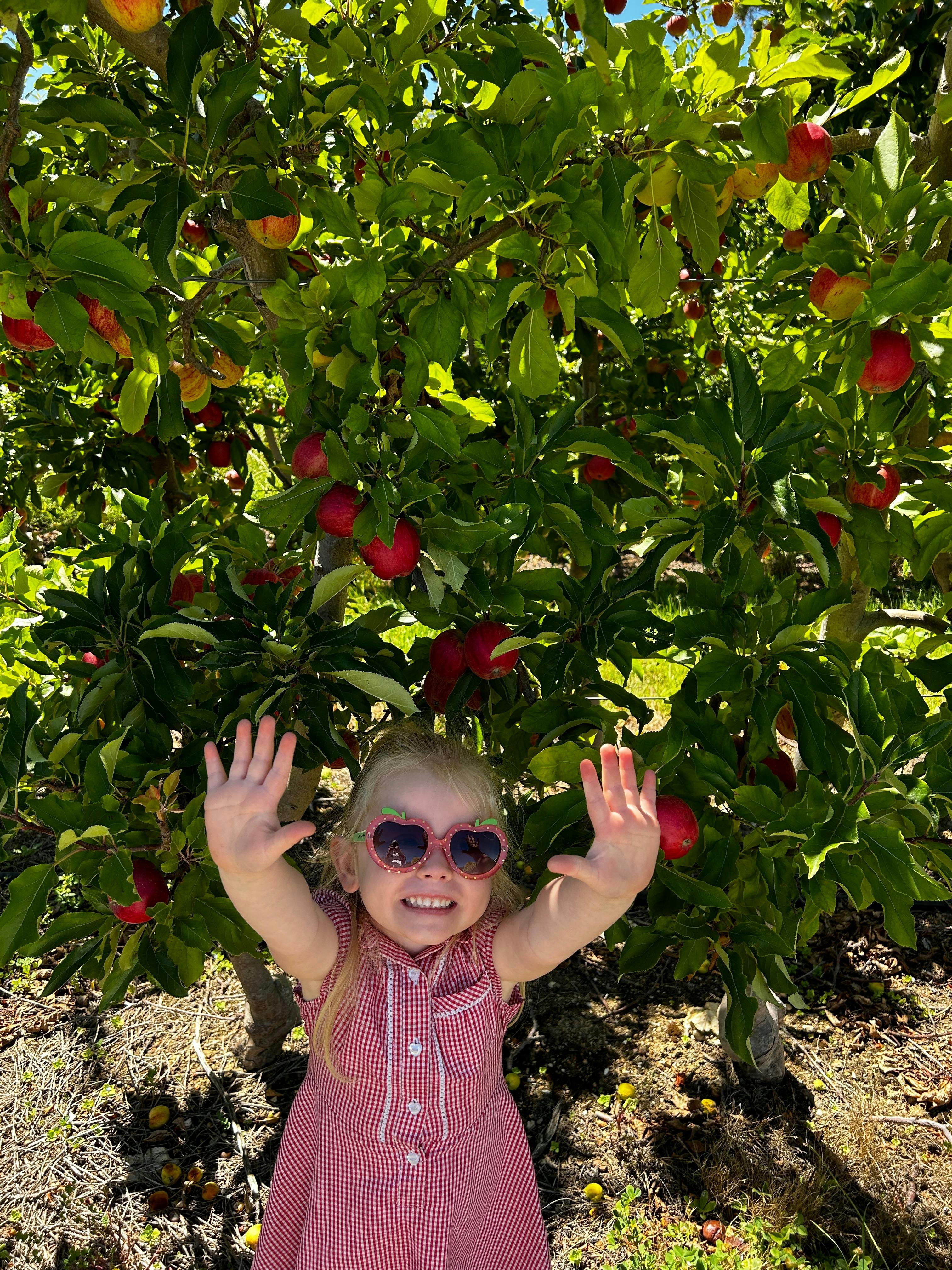 @Lenswood Apple Picking