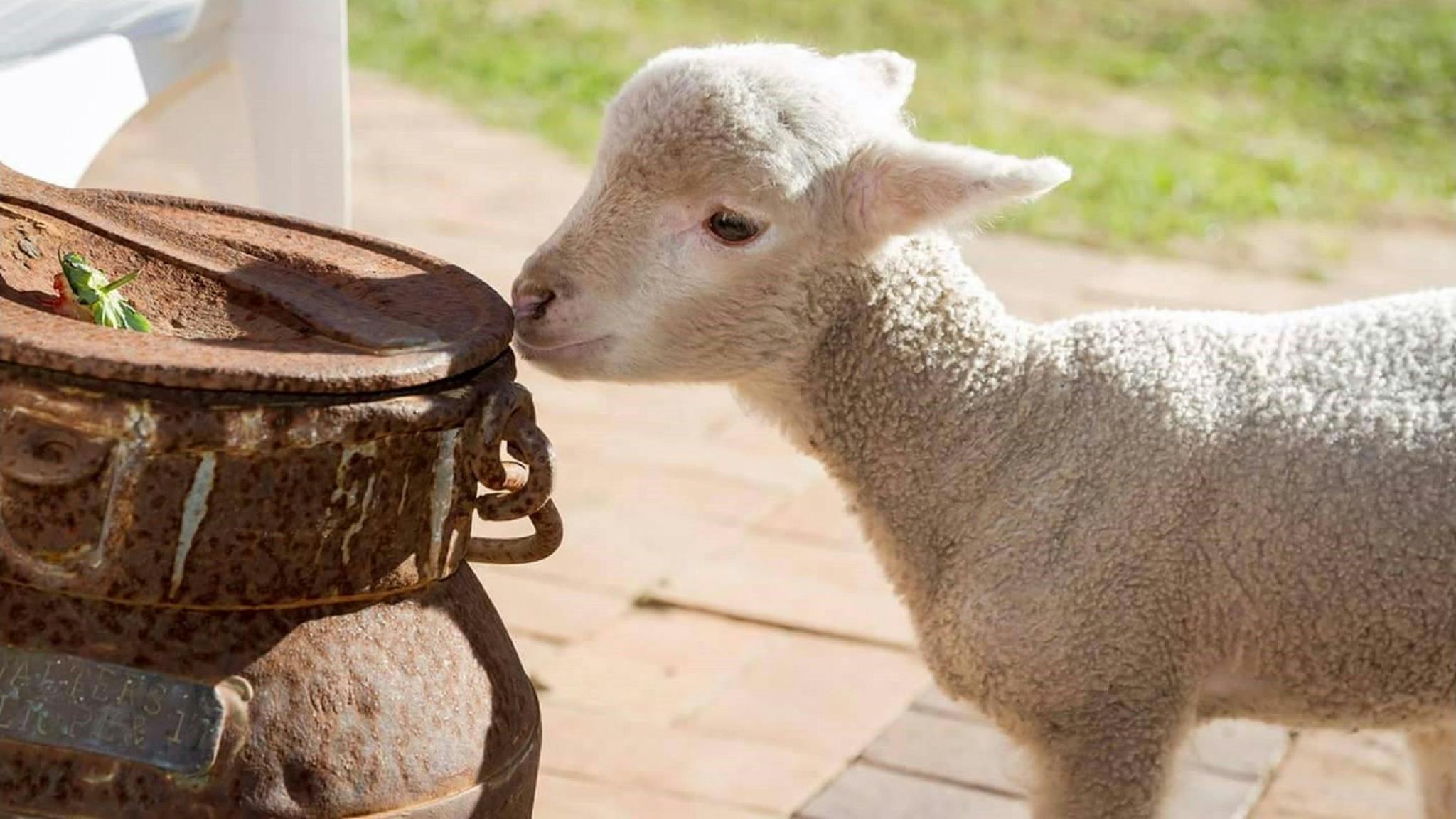 White Ridge Farm