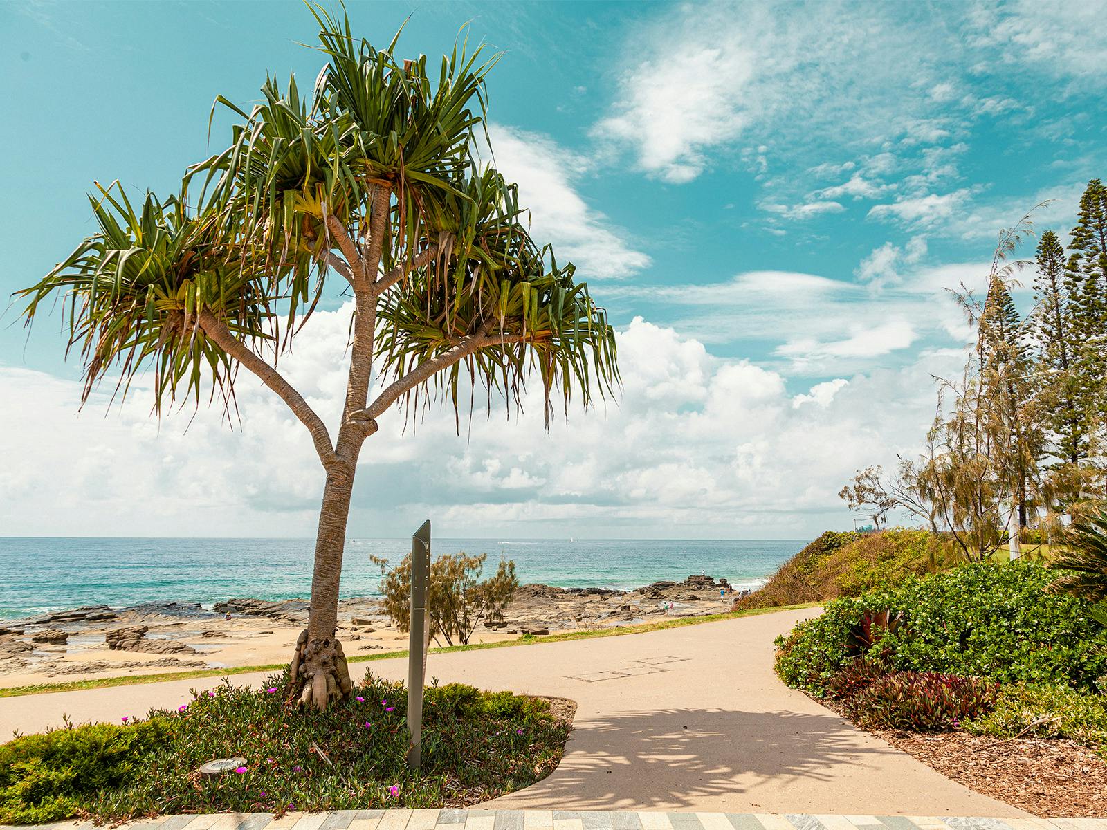 Pandanus tree by the ocean kept company by tall pine trees.