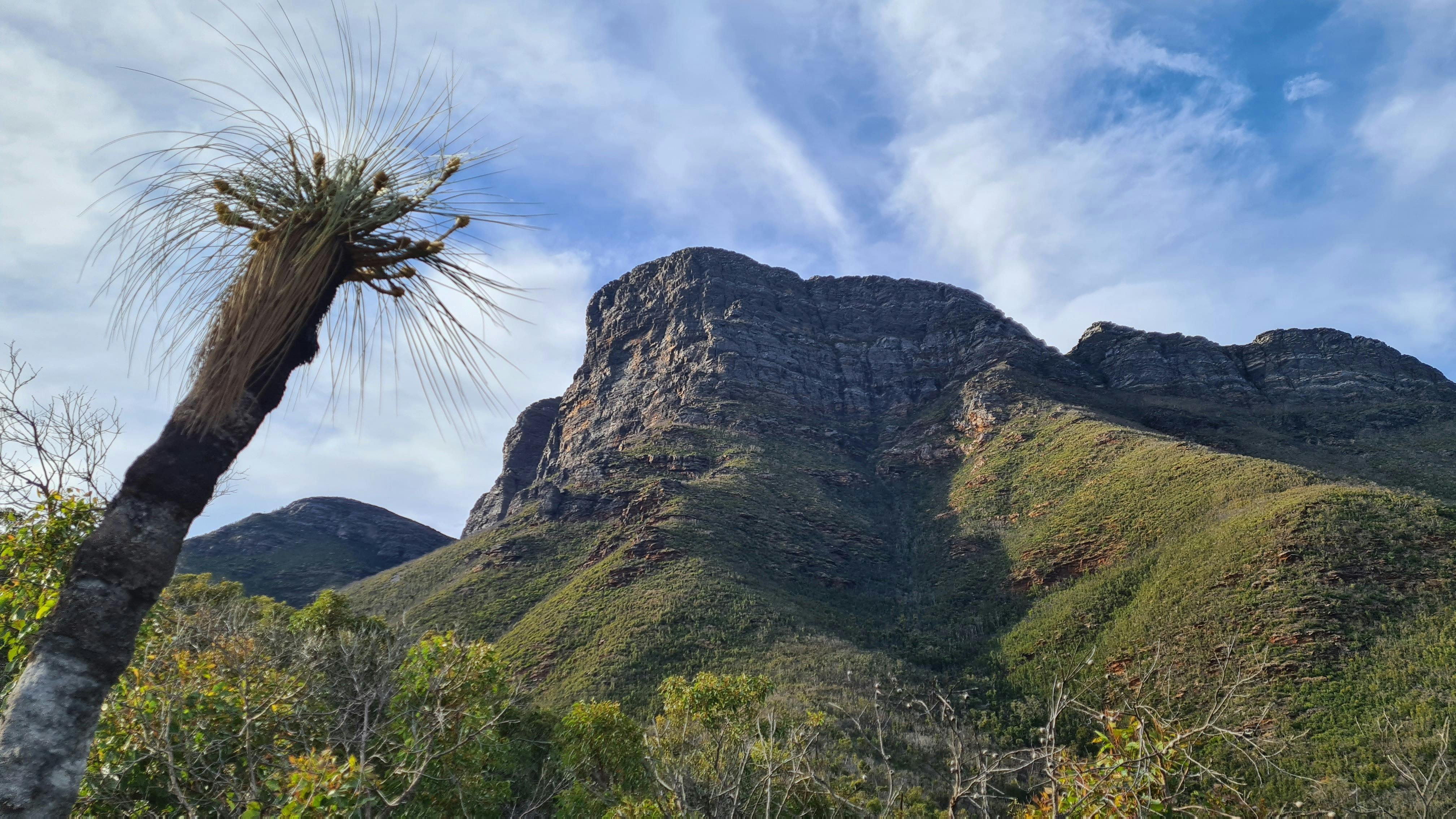 Image of mountain peek from below with Australian grass tree in left of frame