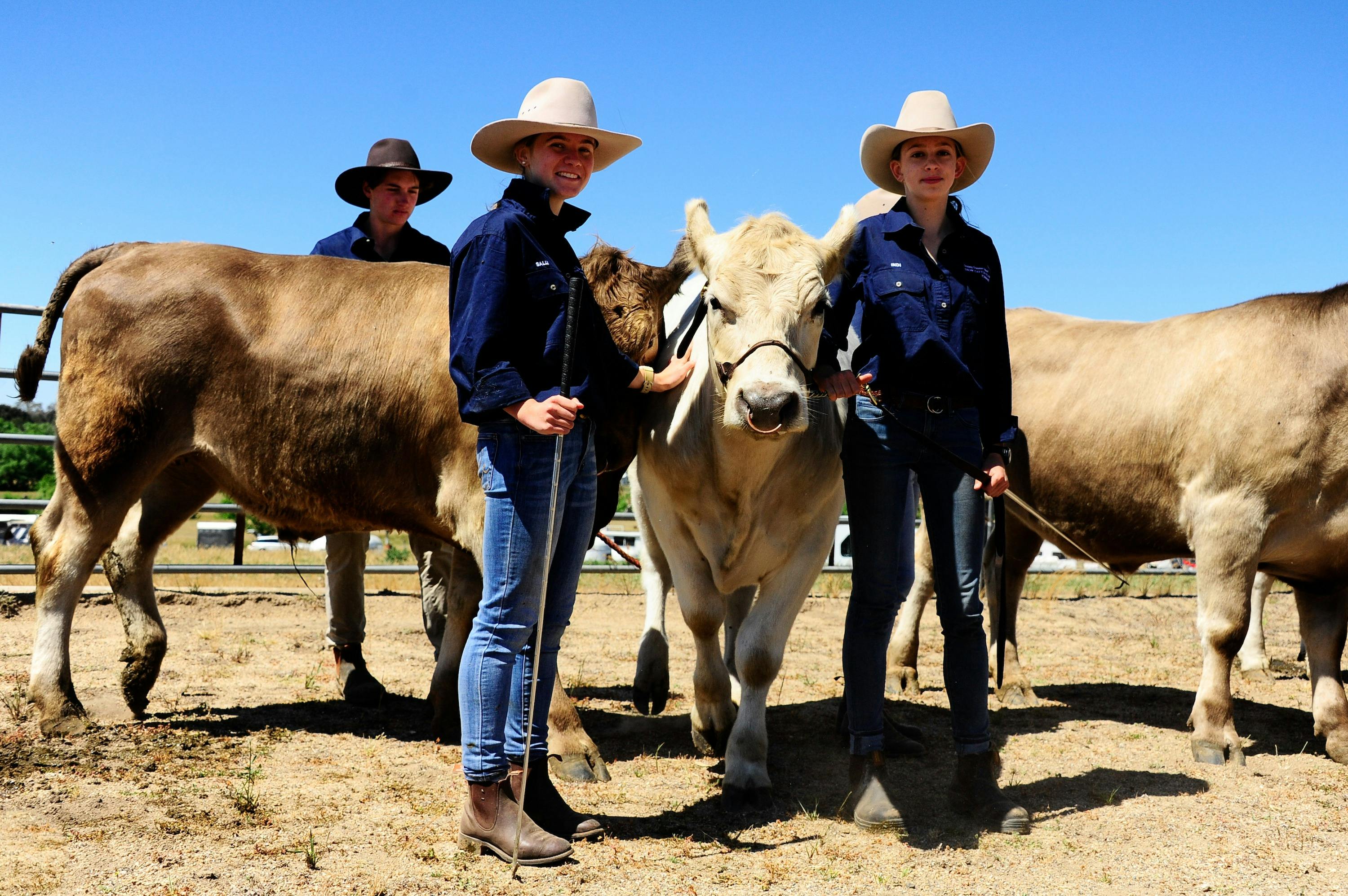 Cattle