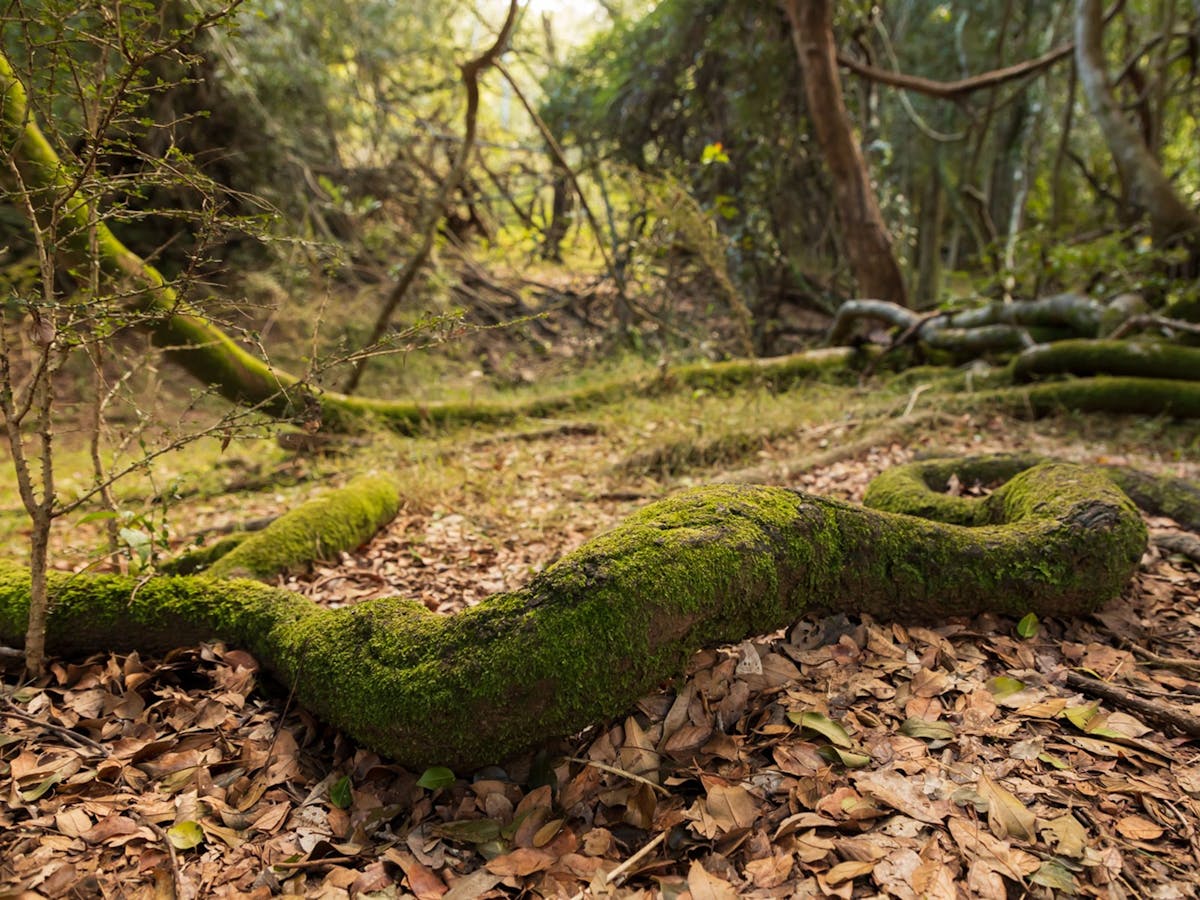 Russo Nature Park