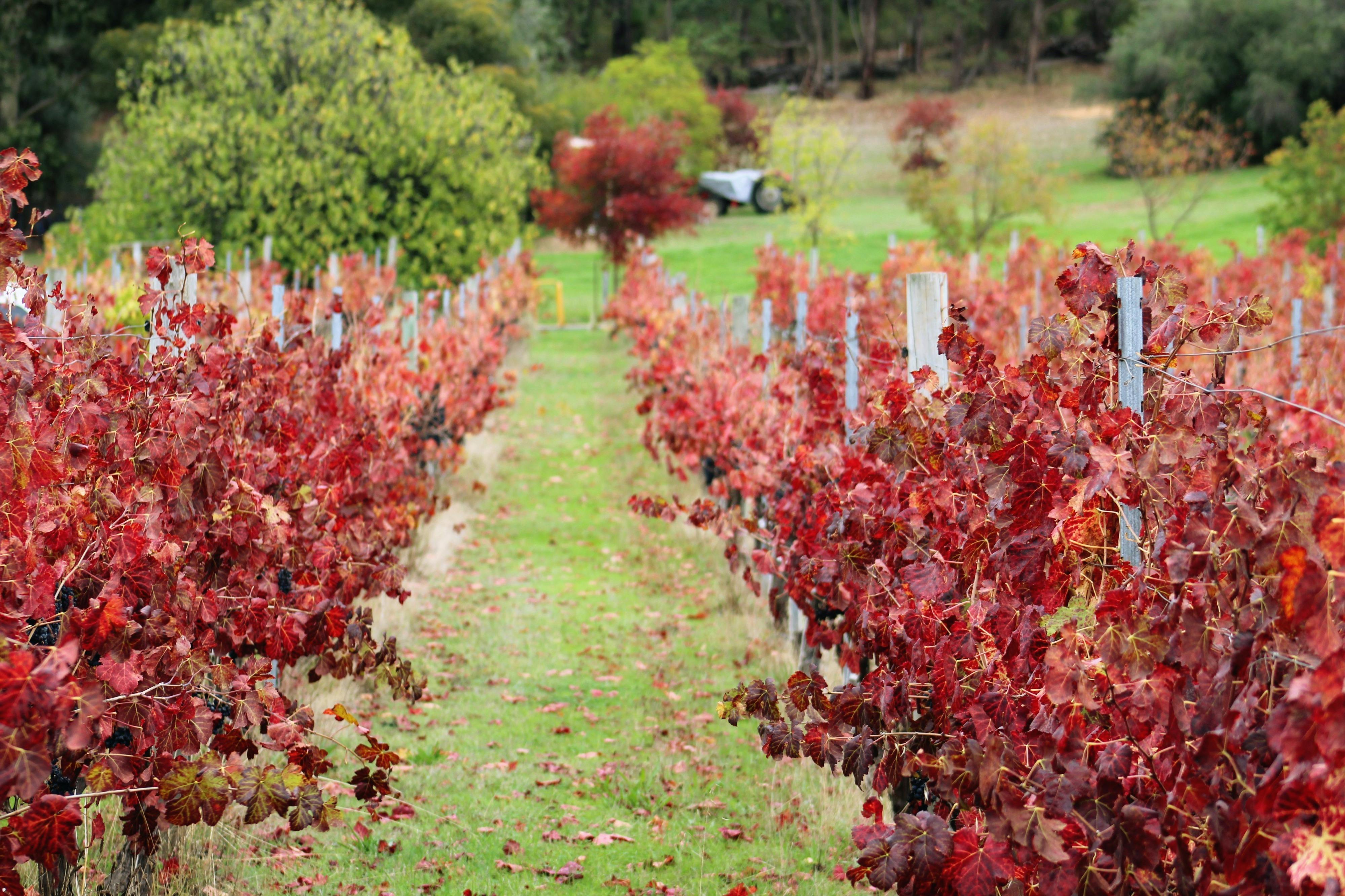 Up Close and Local Tours, Perth, Western Australia