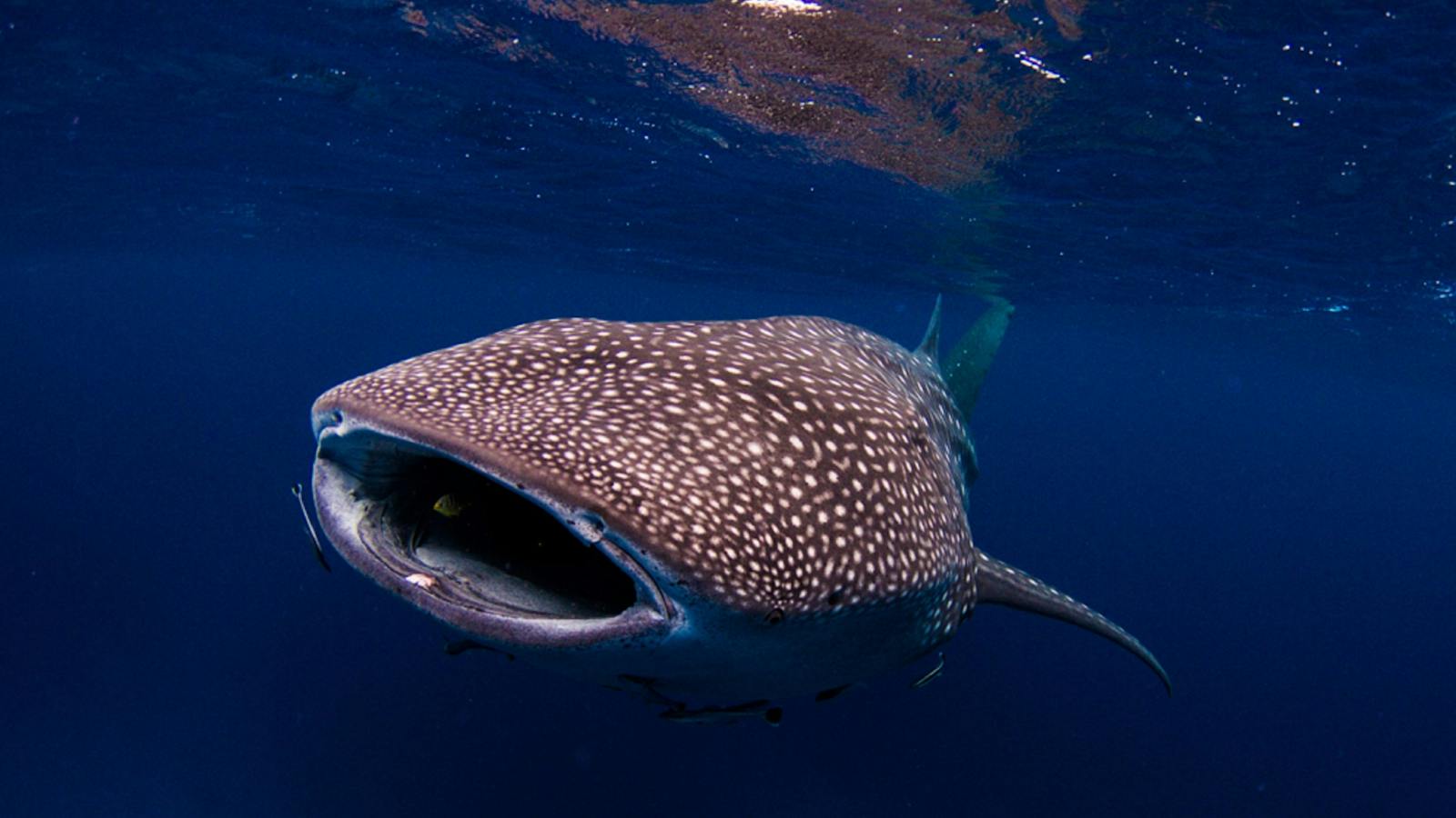 Kings Ningaloo Reef Tours, Exmouth, Western Australia