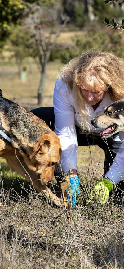 L'Air du Wombat Truffles