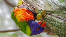 Fabulous plumage!