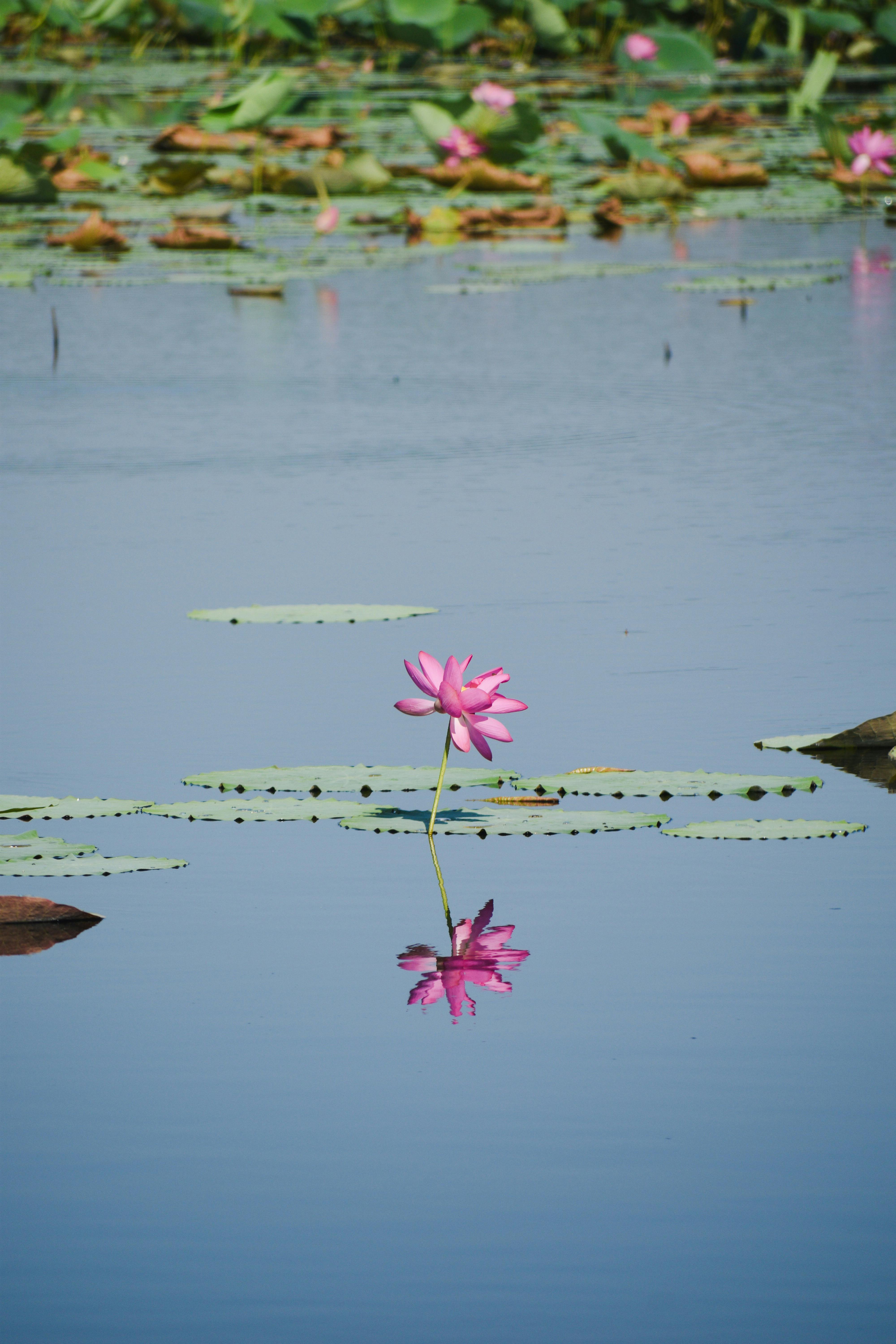 Corroboree wetland