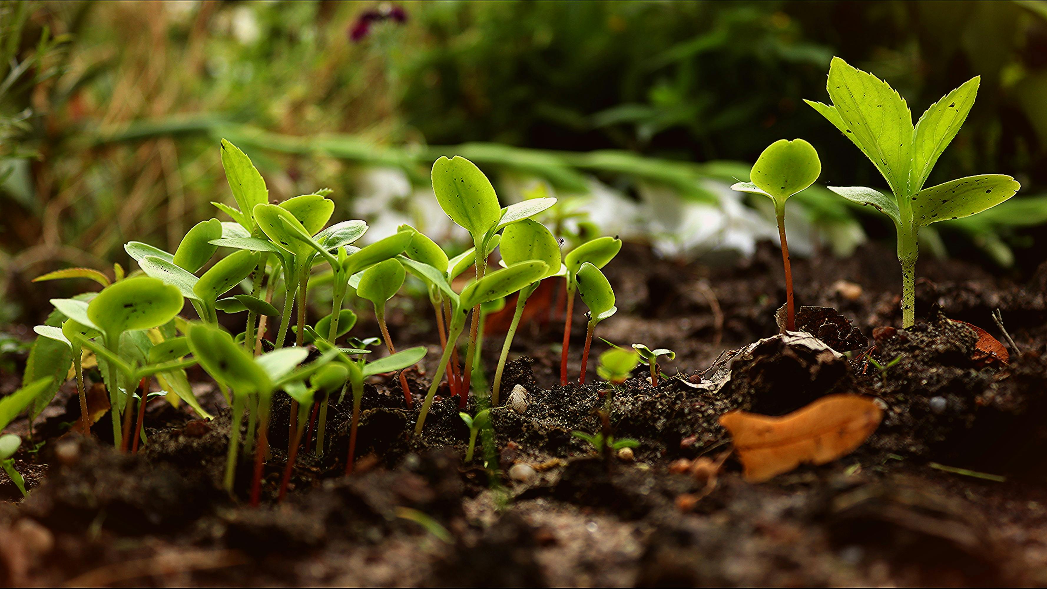 Seedings