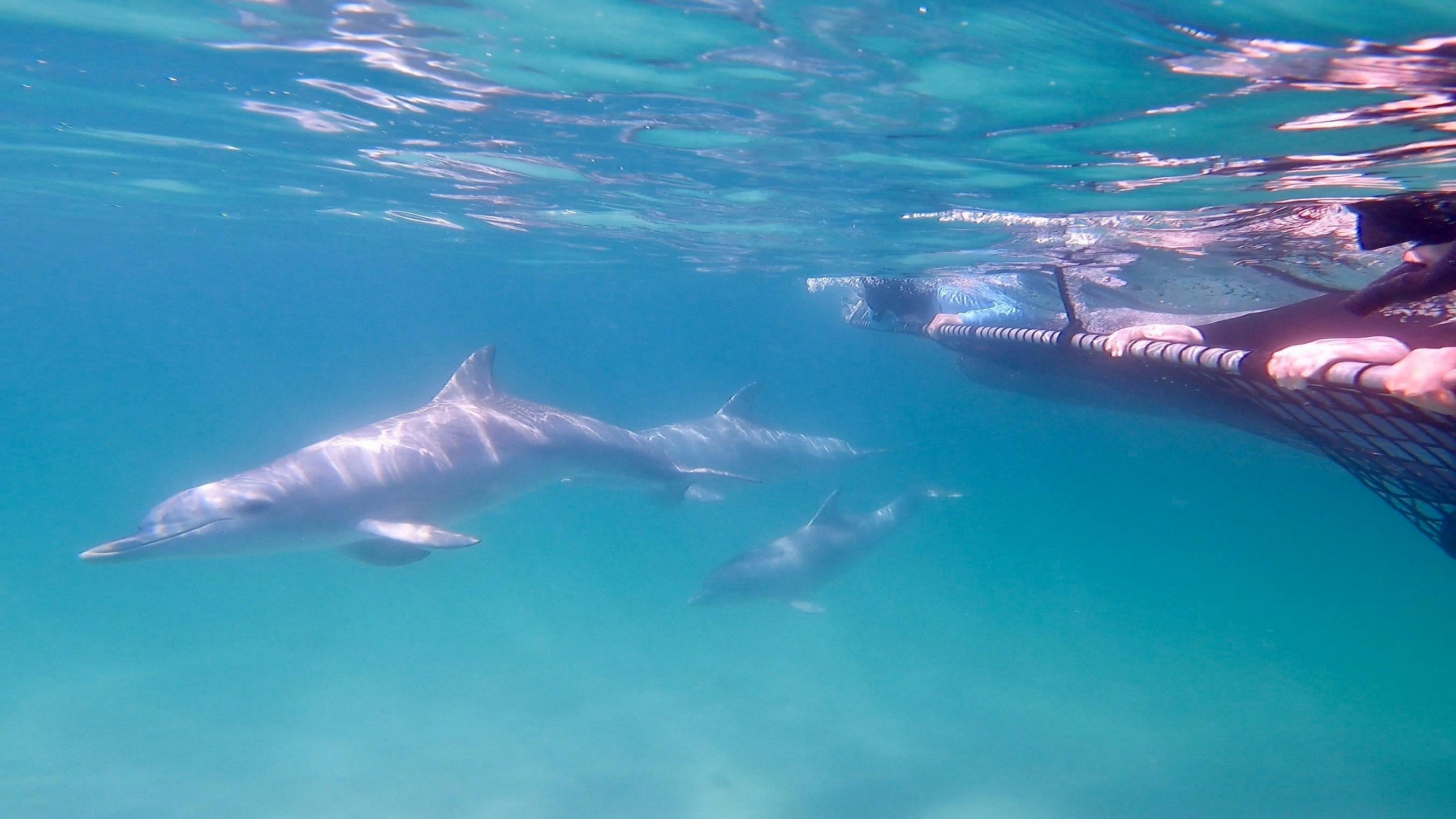 Dolphin Swim Tour