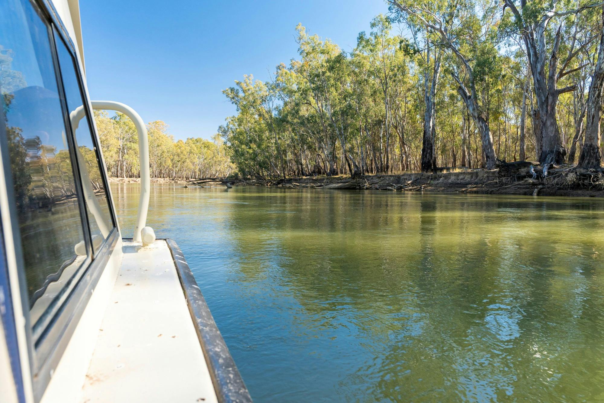Kingfisher boat glides past wetlands rich with birds and river red gums.