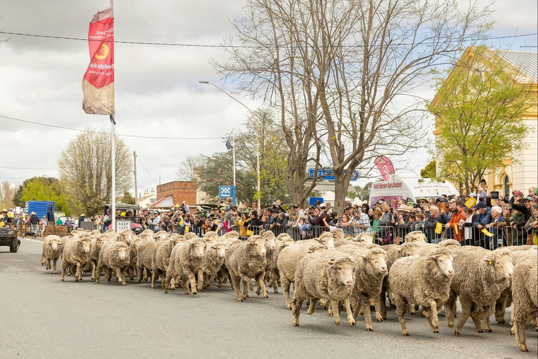Running of the Sheep with crowd watching